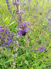 Bombus argillaceus