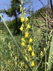 Linaria dalmatica