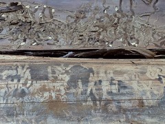 Dendroctonus jeffreyi