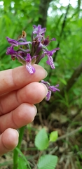 Anacamptis morio caucasica