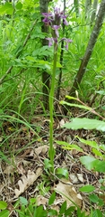 Anacamptis morio caucasica