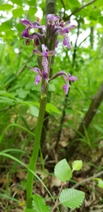 Anacamptis morio caucasica