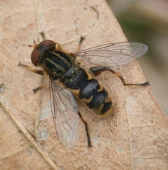 Anasimyia