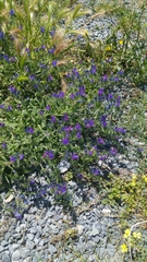 Echium