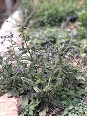 Pentaglottis sempervirens