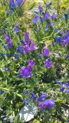 Echium
