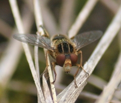 Anasimyia