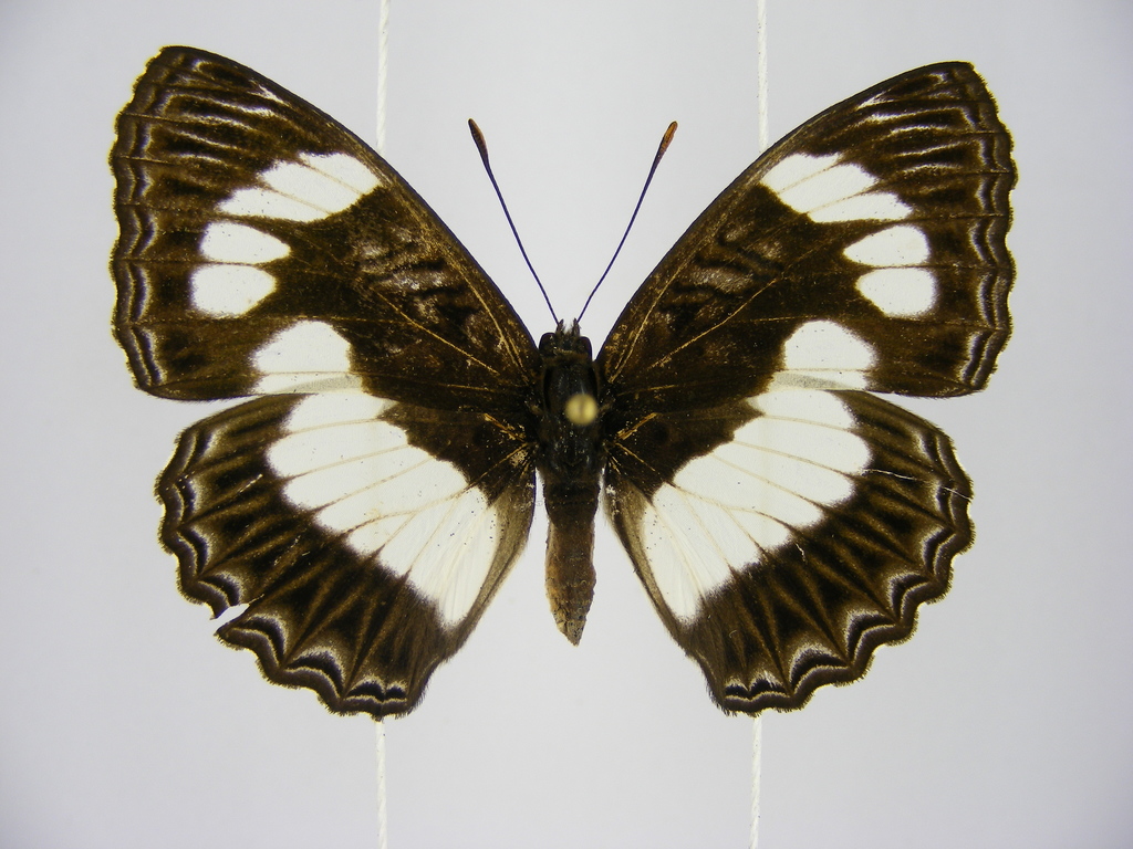 Pseudathyma