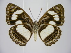 Pseudathyma cyrili
