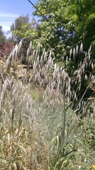 Poaceae