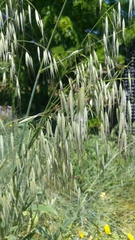 Poaceae
