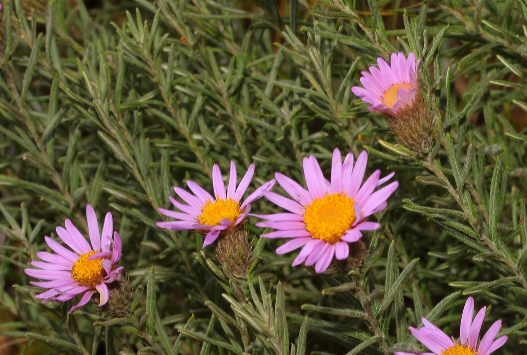Athrixia gerrardii