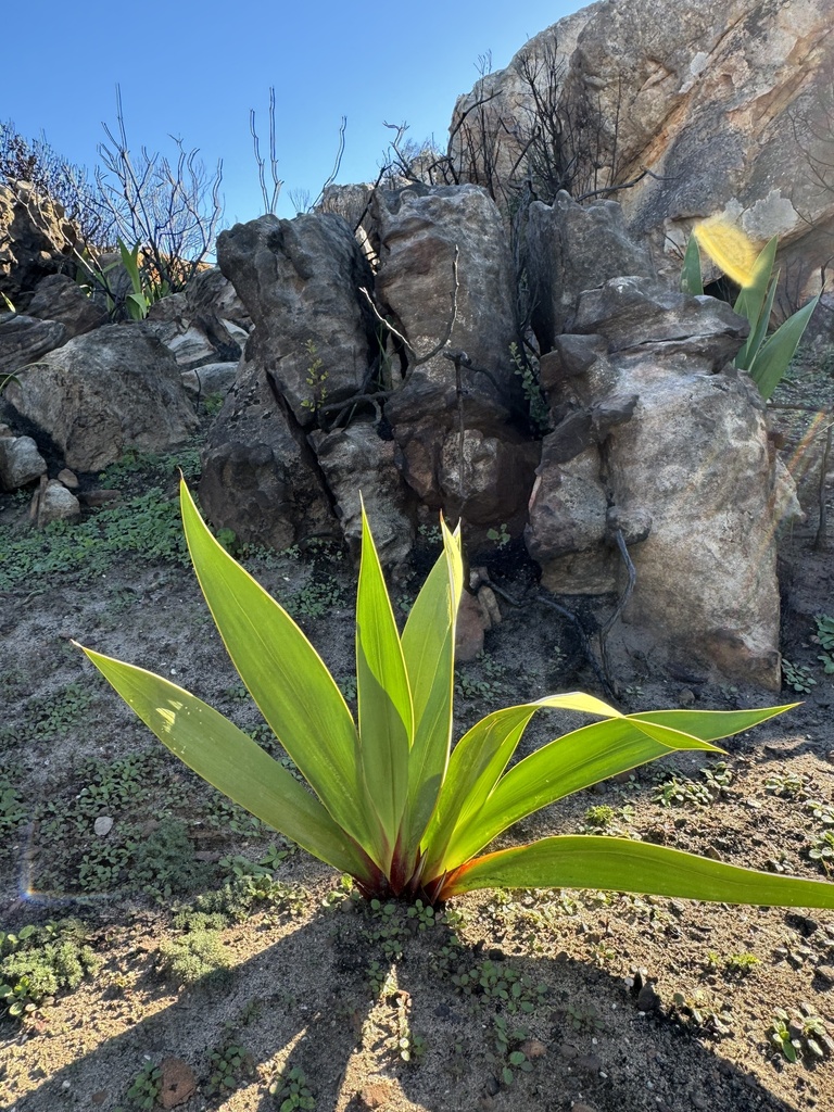 Watsonia vanderspuyae (Giant Mountain Watsonia)