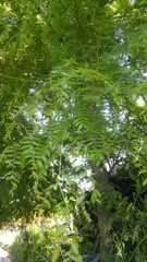 Gleditsia triacanthos