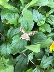 Krananda oliveomarginata