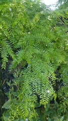 Gleditsia triacanthos