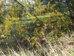 Salix babylonica tortuosa