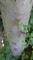 Gleditsia triacanthos