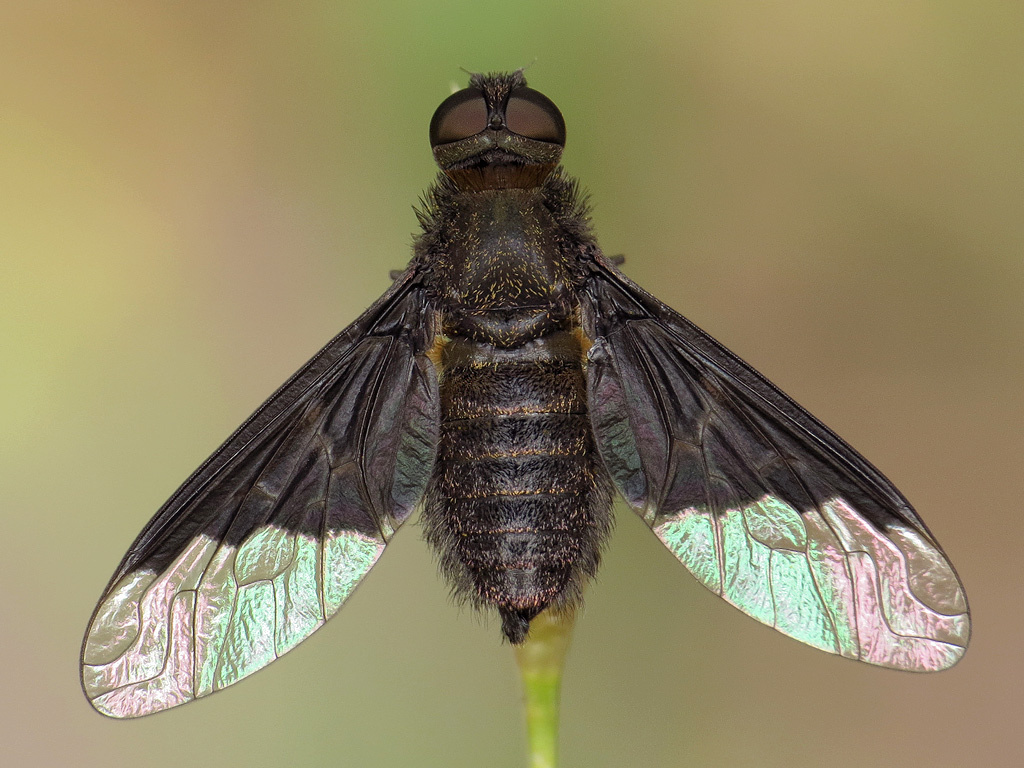 Anthracine morio