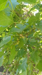 Magnoliopsida