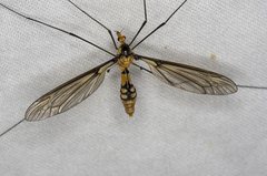 Leptotarsus clavatus
