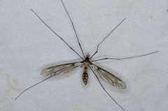 Leptotarsus clavatus