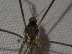 Dicranomyia