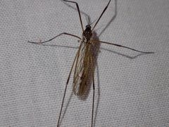 Dicranomyia