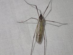 Dicranomyia