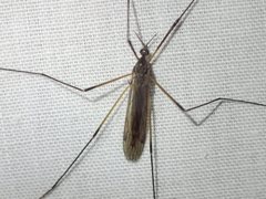 Dicranomyia