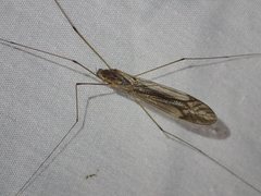 Ischnotoma