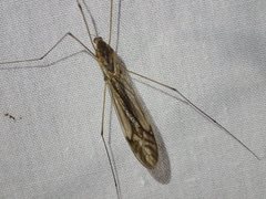 Ischnotoma