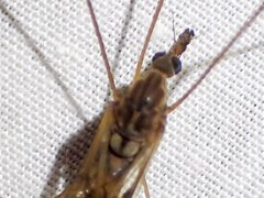Ischnotoma
