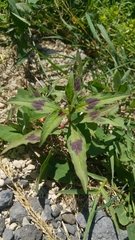 Magnoliopsida