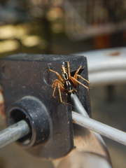 Oxyopes heterophthalmus