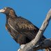 Mainland Wedge-tailed Eagle - Photo (c) David Akers, some rights reserved (CC BY-NC-SA), uploaded by David Akers