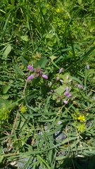 Lamium purpureum