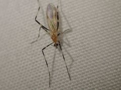 Molophilus titania