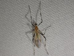 Molophilus titania