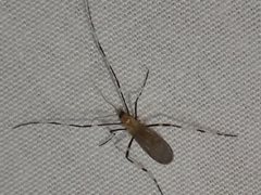 Molophilus titania