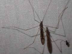 Dicranomyia