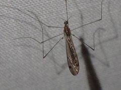 Dicranomyia