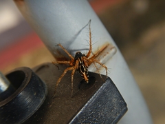 Oxyopes heterophthalmus