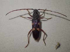 Phoracantha punctata