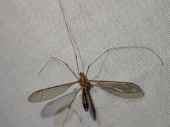 Leptotarsus setivena
