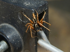 Oxyopes heterophthalmus