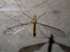 Leptotarsus setivena