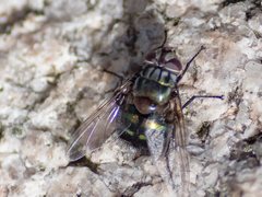 Chrysorutilia