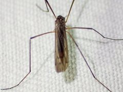 Dicranomyia
