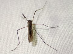 Dicranomyia